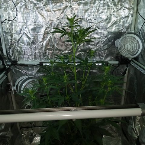 Gorilla Glue (Contest) growlog photo: Keeps growing 