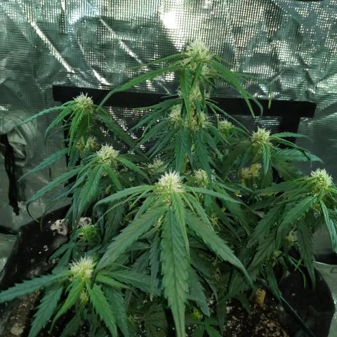 Bruce Banner auto growlog timeline photo