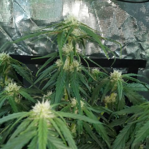 Bruce Banner auto growlog timeline photo