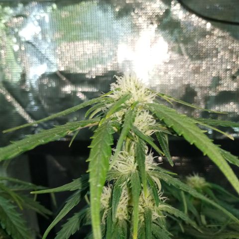 Bruce Banner auto growlog timeline photo