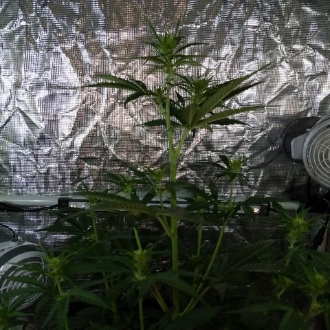 Gorilla Glue (Contest) growlog photo: Keeps growing 