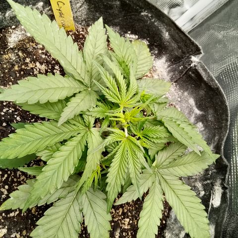 Crystal Candy XL Auto growlog timeline photo