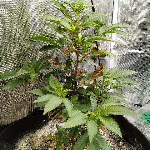 White widow growlog timeline photo