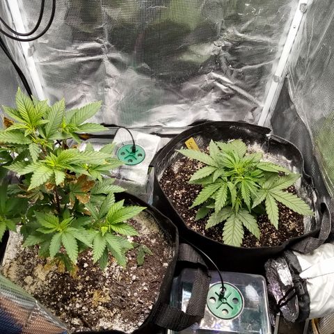 Crystal Candy XL Auto growlog timeline photo