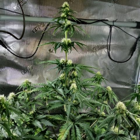 Jet growlog timeline photo
