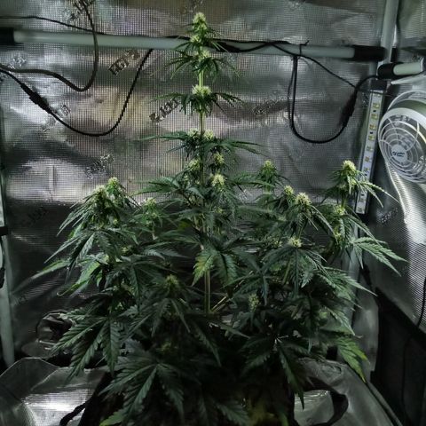 Jet growlog timeline photo