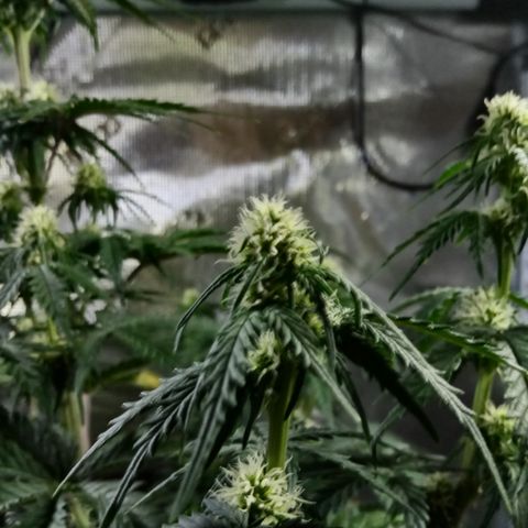 Jet growlog timeline photo