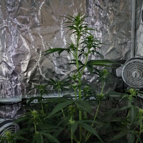 Gorilla Glue (Contest) growlog photo: Dark time photos 