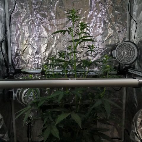 Gorilla Glue (Contest) growlog photo: Dark time photos 