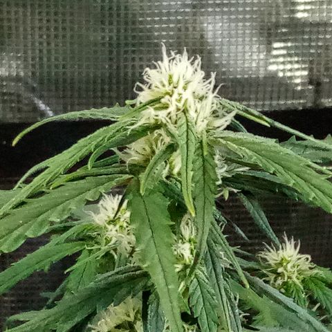 Bruce Banner auto growlog photo: Smells goood