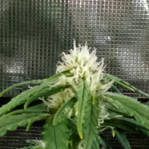 Bruce Banner auto growlog photo: Smells goood