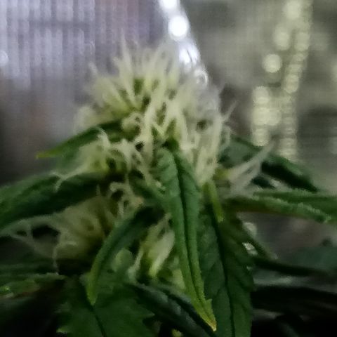 Bruce Banner auto growlog photo: Smells goood