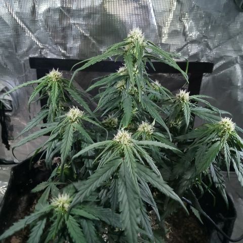 Bruce Banner auto growlog photo: Smells goood