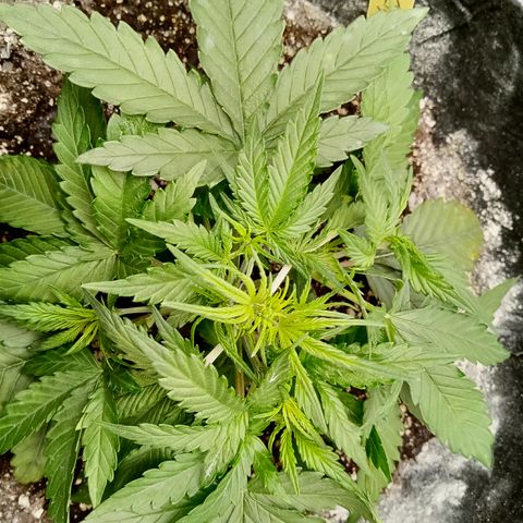 Crystal Candy XL Auto growlog photo: Lst