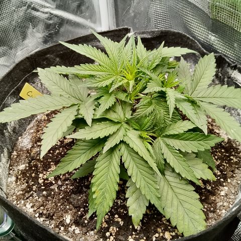 Crystal Candy XL Auto growlog photo: Lst