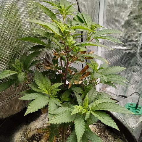 White widow growlog timeline photo