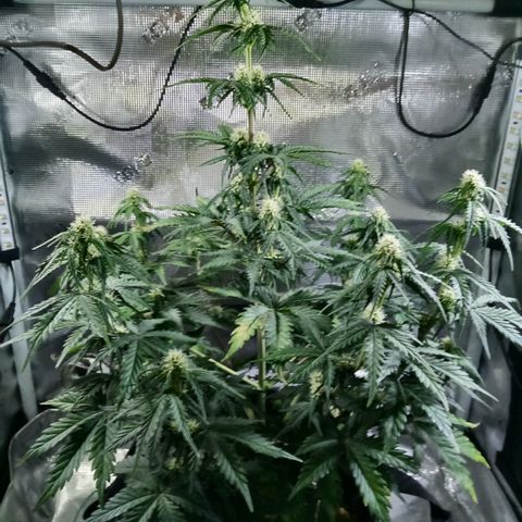 Jet growlog timeline photo