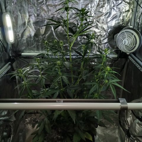 Gorilla Glue (Contest) growlog timeline photo