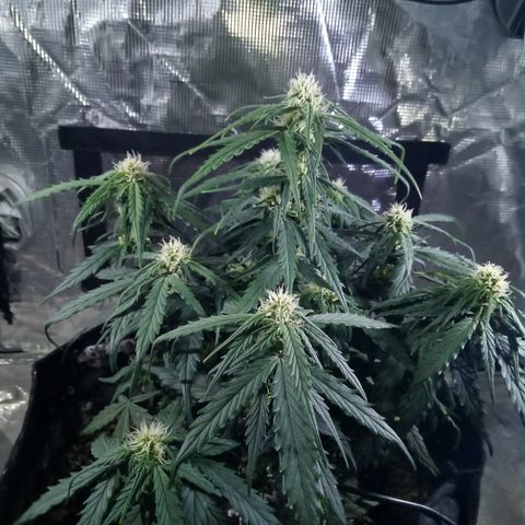 Bruce Banner auto growlog timeline photo
