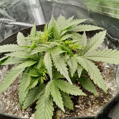 Crystal Candy XL Auto growlog timeline photo