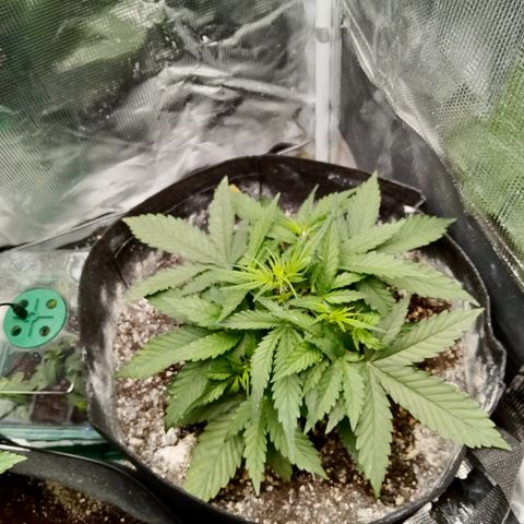 Crystal Candy XL Auto growlog timeline photo