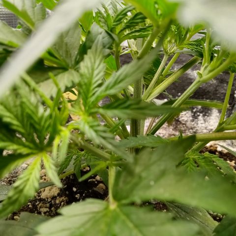 Crystal Candy XL Auto growlog timeline photo