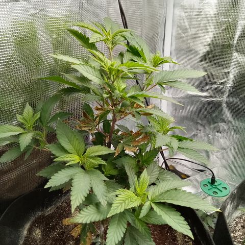 White widow growlog timeline photo