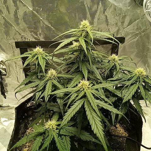 Bruce Banner auto growlog photo: Finally a good lights on photo