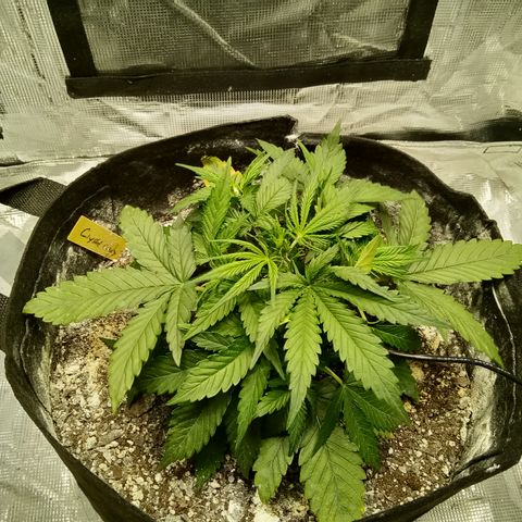 Crystal Candy XL Auto growlog photo: New home in its very own tent, make me proud 🥲