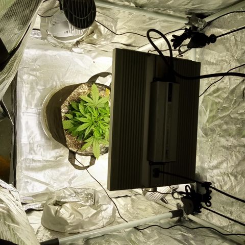 Crystal Candy XL Auto growlog photo: New home in its very own tent, make me proud 🥲