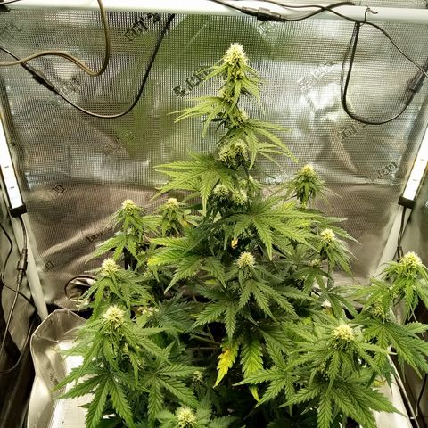 Jet growlog photo:  🌞