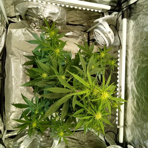 Gorilla Glue (Contest) growlog timeline photo