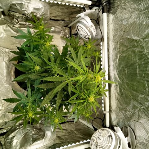 Gorilla Glue (Contest) growlog timeline photo