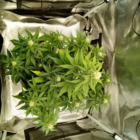 Jet growlog photo:  🌞
