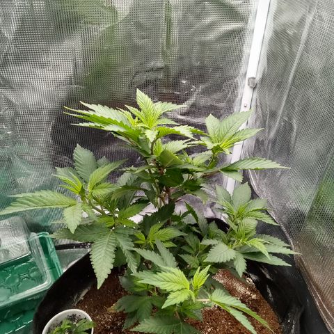 White widow growlog photo: Cleaned up