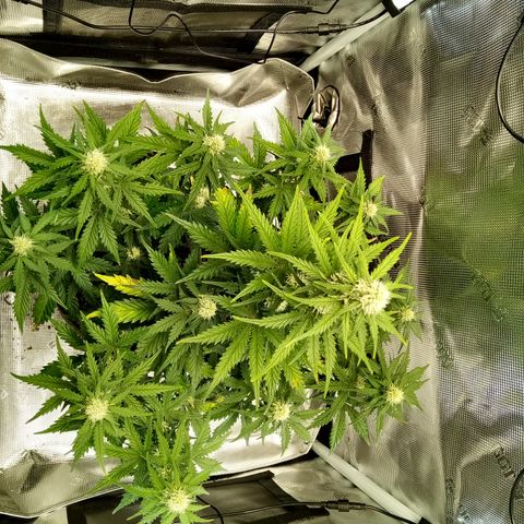 Jet growlog timeline photo