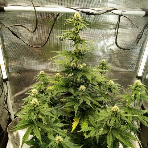 Jet growlog timeline photo