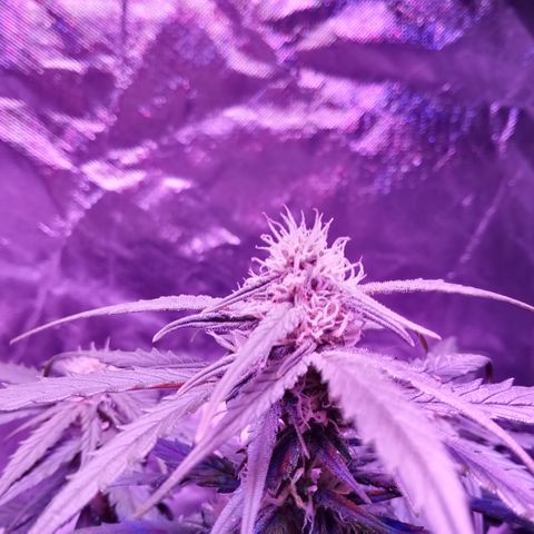 Bruce Banner auto growlog photo: Blurple but its at the same par as before
