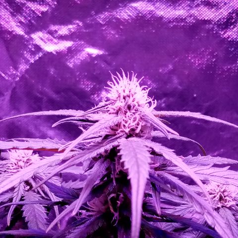 Bruce Banner auto growlog photo: Blurple but its at the same par as before