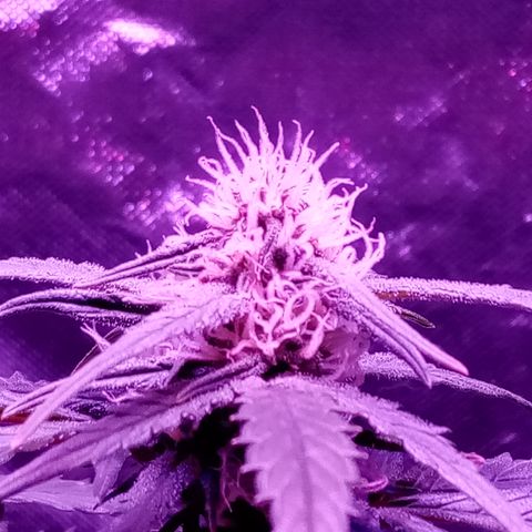 Bruce Banner auto growlog photo: Blurple but its at the same par as before