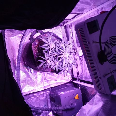 Bruce Banner auto growlog photo: Blurple but its at the same par as before