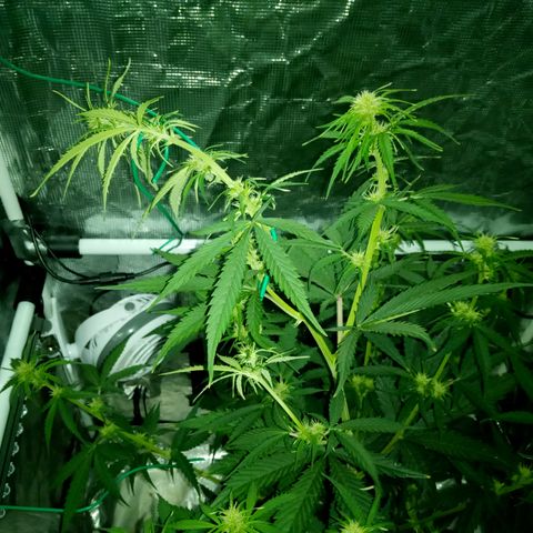 Gorilla Glue (Contest) growlog photo: Before and after drastic measures, light is almost max height now