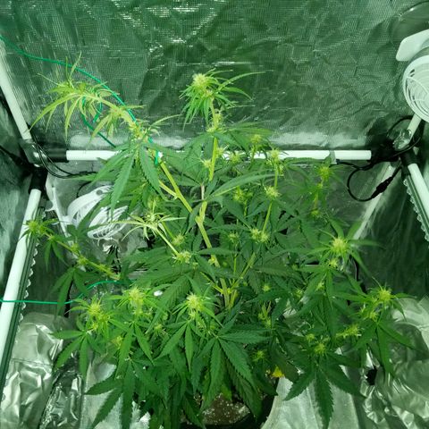 Gorilla Glue (Contest) growlog photo: Before and after drastic measures, light is almost max height now