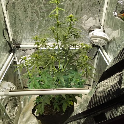 Gorilla Glue (Contest) growlog photo: Before and after drastic measures, light is almost max height now