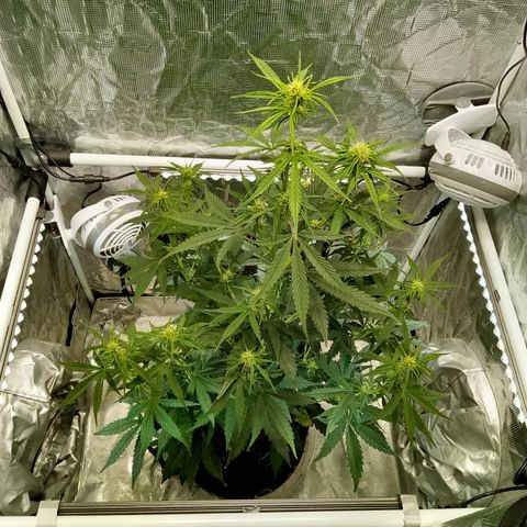 Gorilla Glue (Contest) growlog photo: Before and after drastic measures, light is almost max height now