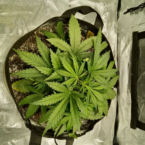 Crystal Candy XL Auto growlog photo: 😊