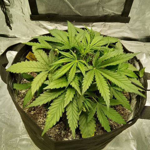 Crystal Candy XL Auto growlog photo: 😊