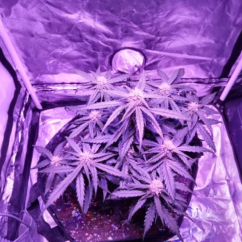 Bruce Banner auto growlog photo: Blurple but its at the same par as before