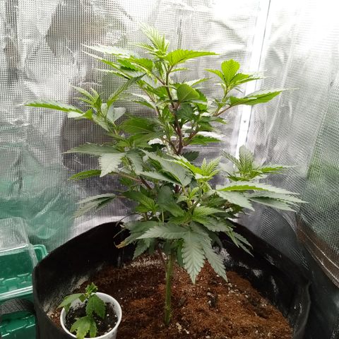 White widow growlog timeline photo