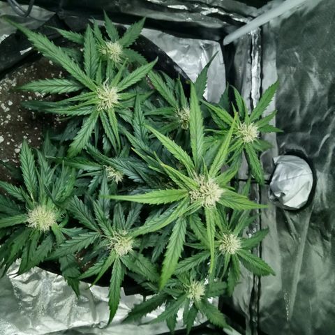 Bruce Banner auto growlog photo: Stinks so good